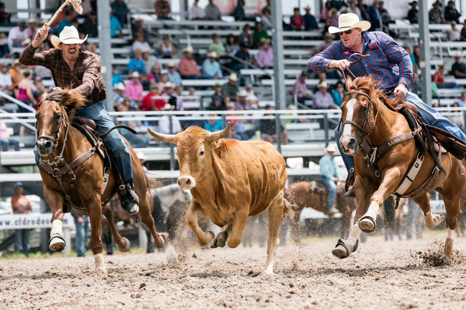 Two steer wrestlers riding hard across the Frontier Park arena, with a grandstand crowd behind them in straw hats, plaid shirts, and short sleeves.