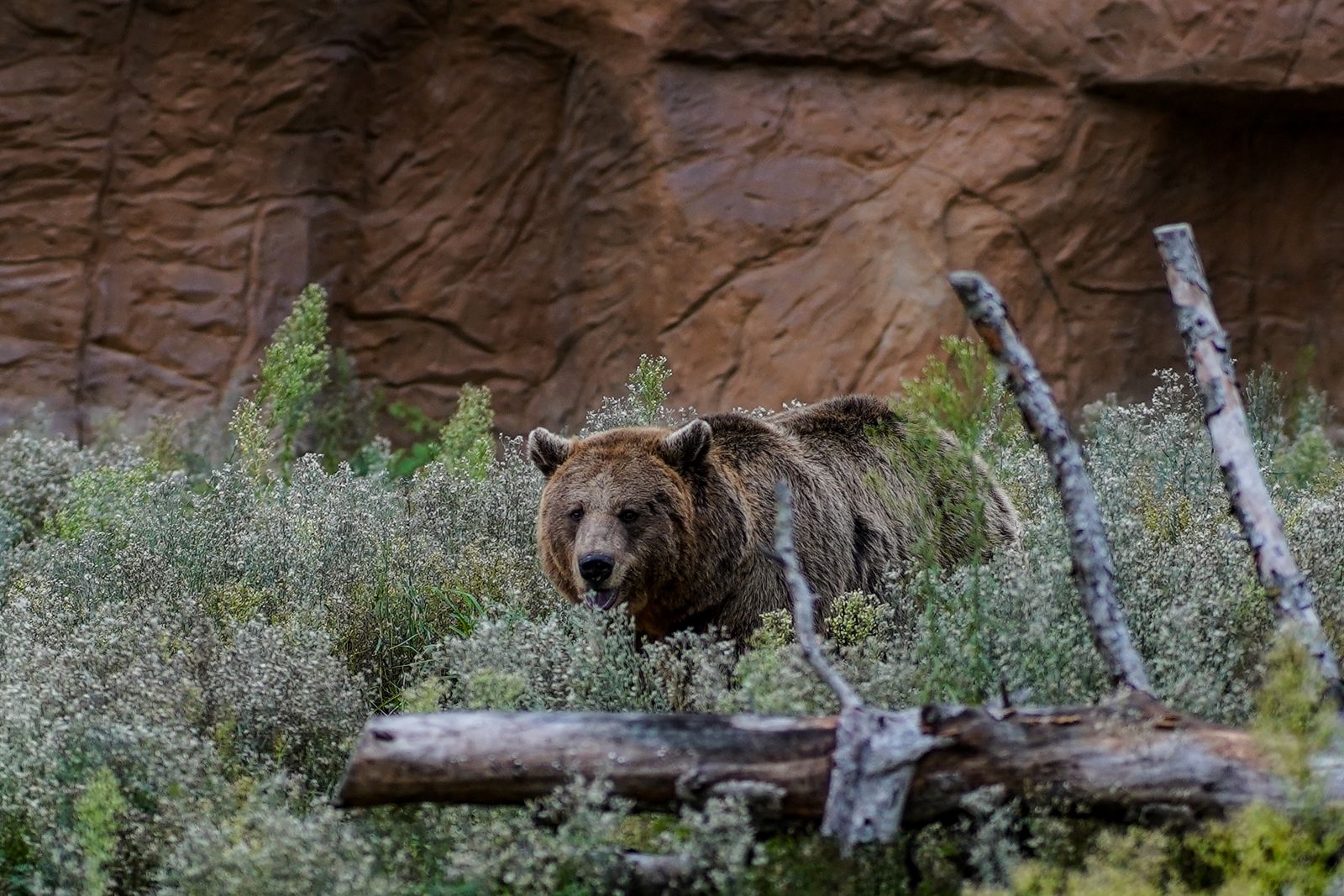 A grizzly bear in its natural habitat, the large North American brown bear that populates the Greater Yellowstone Ecosystem and Wyoming backcountry.