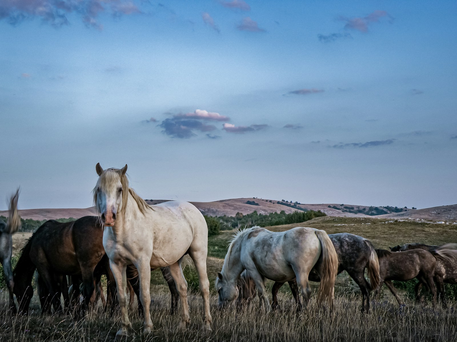 Working ranch horses grazing in an open pasture.