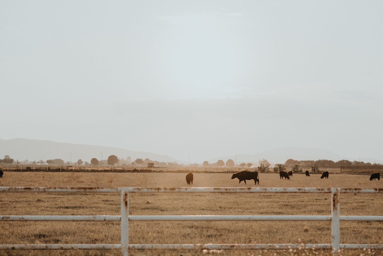 Working ranch setting with cattle and open country.