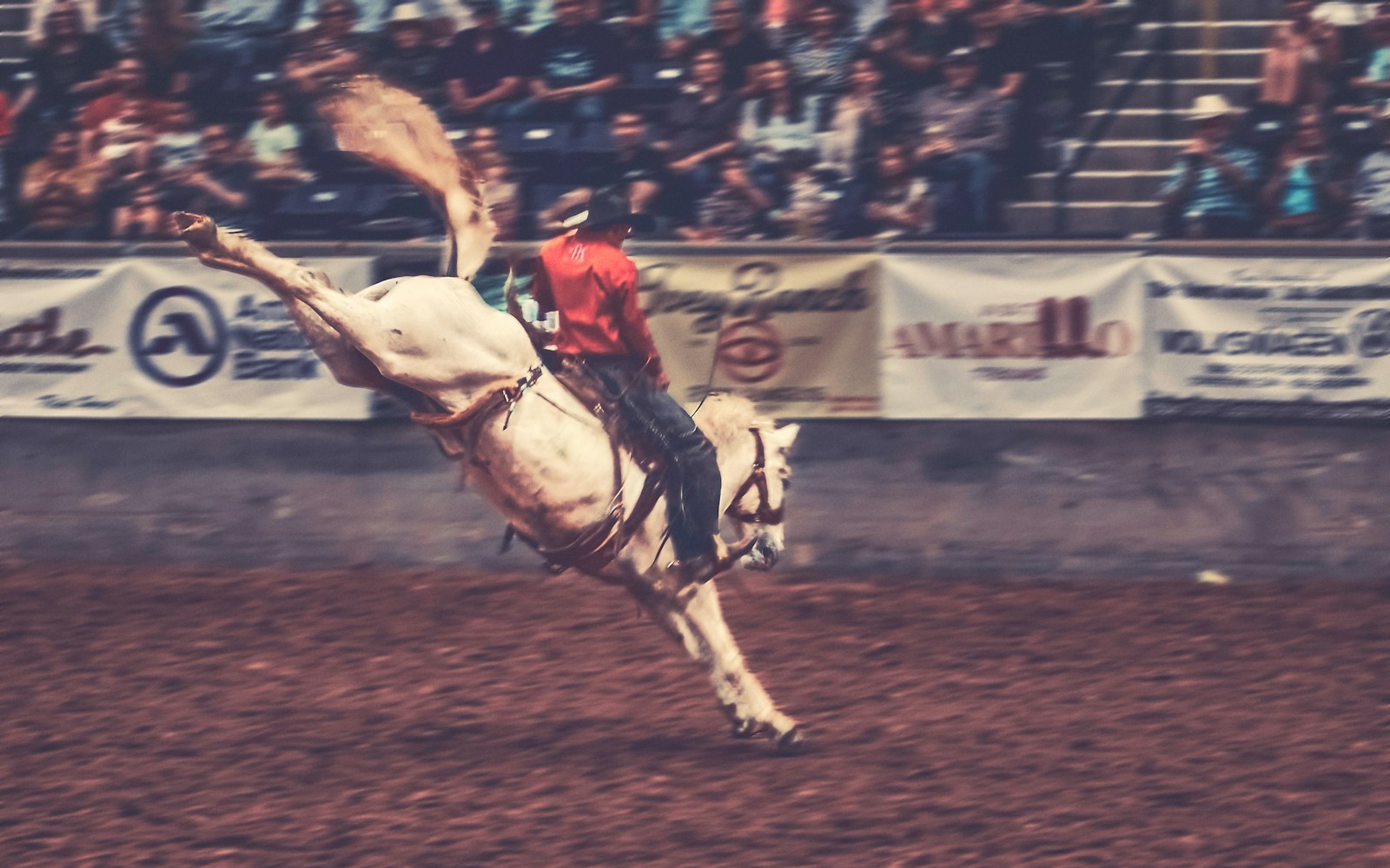 Saddle-bronc rider on a bucking horse during a competitive rodeo go-round.