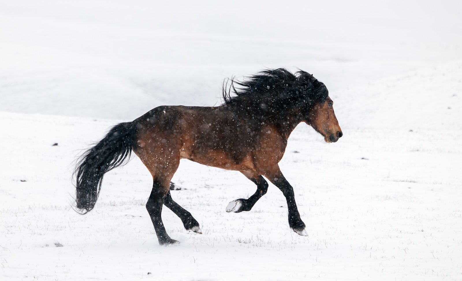 Brown horse galloping across a snow-covered field.