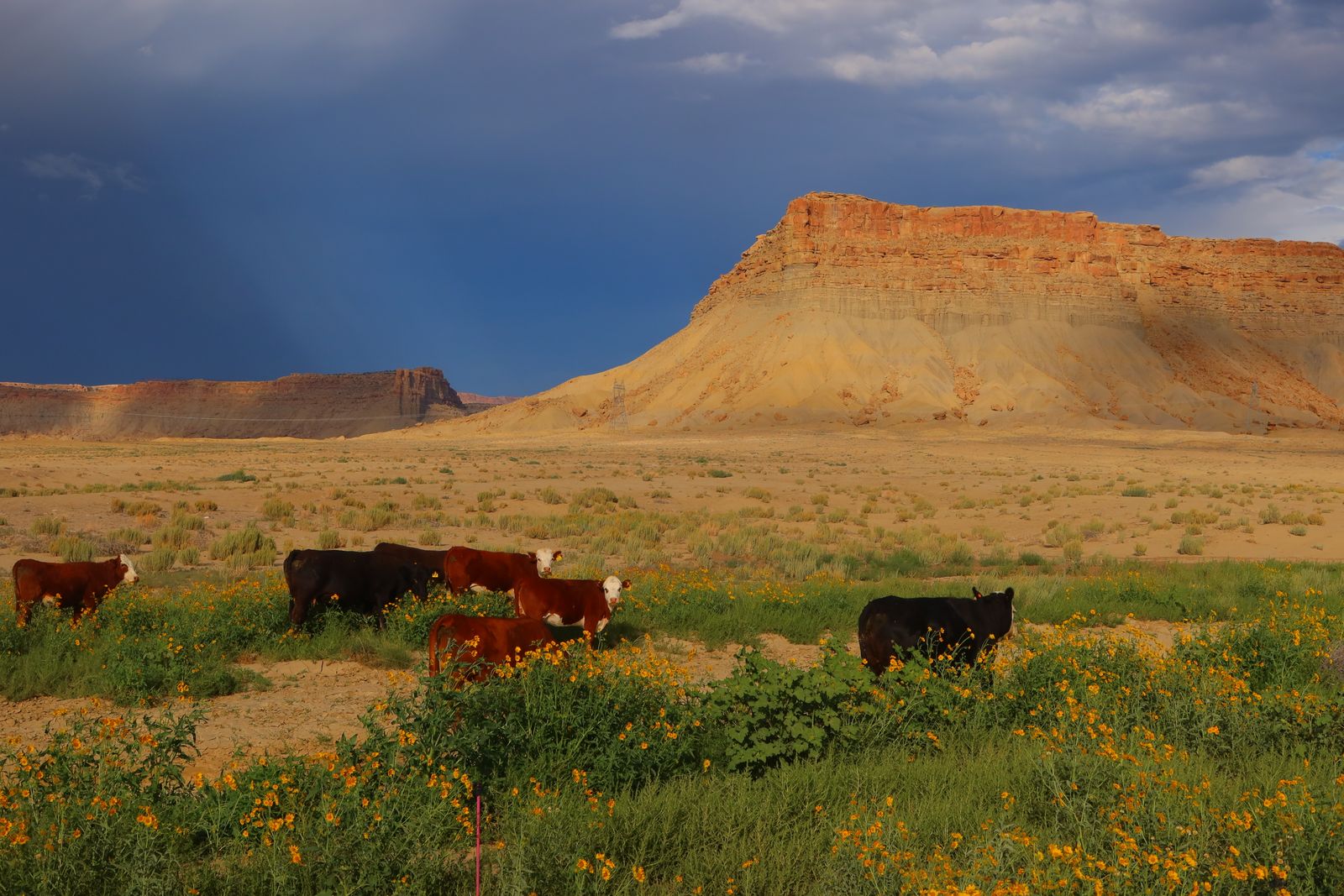 Cattle grazing on open Wyoming range.