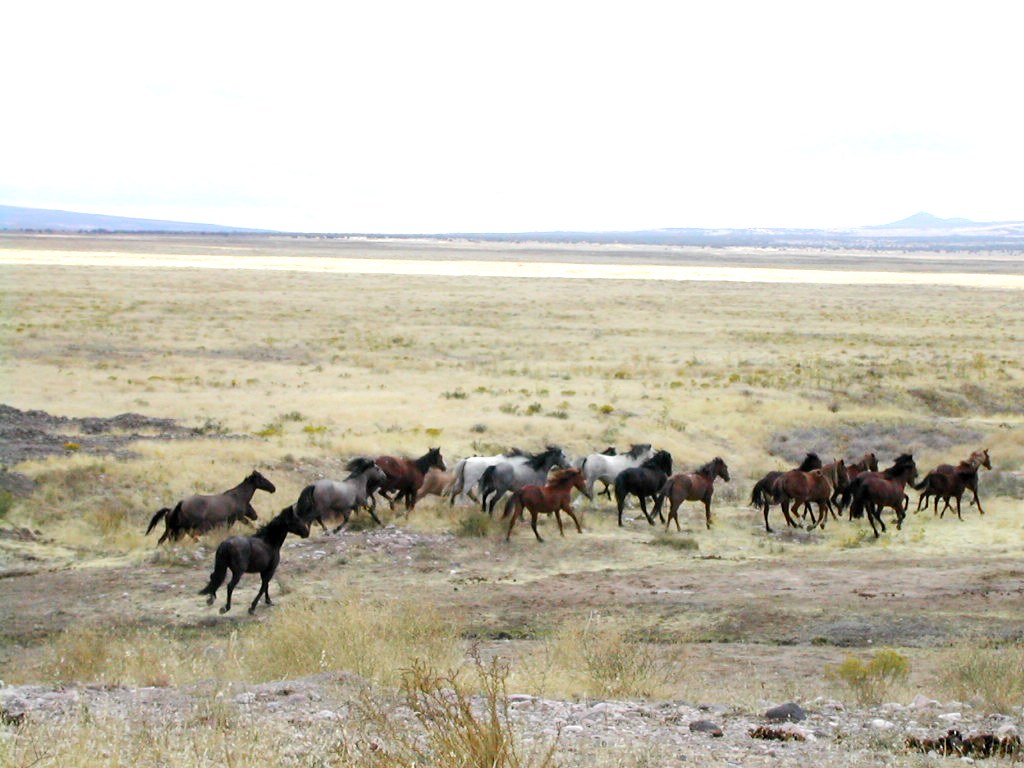 Wyoming Mustang in a sage flat with the Bighorn Mountains in the background, a stocky bay horse with thick winter coat and short canon bones standing alert.