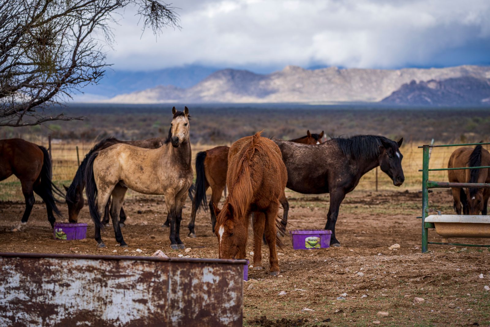 Working quarter-horse type in a ranch pasture.