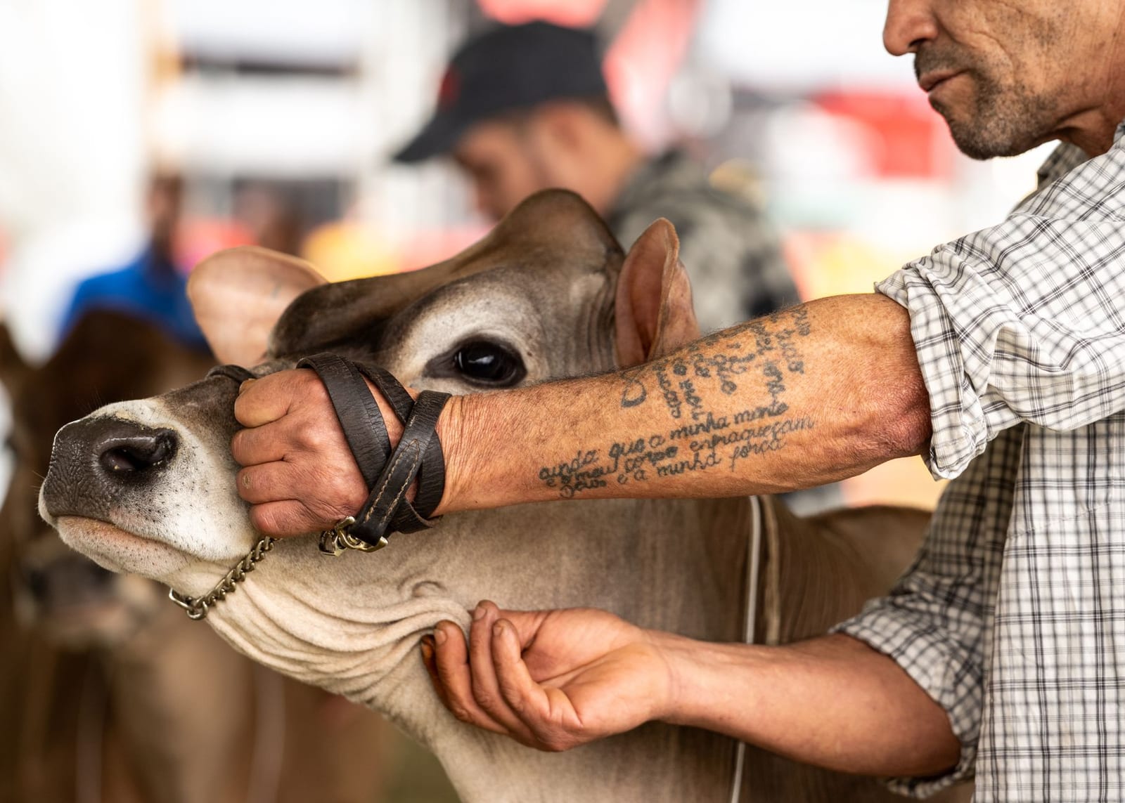 A handler with tattooed forearms holding a young cow by the halter at an outdoor agricultural fair, the animal calm and close to the camera.