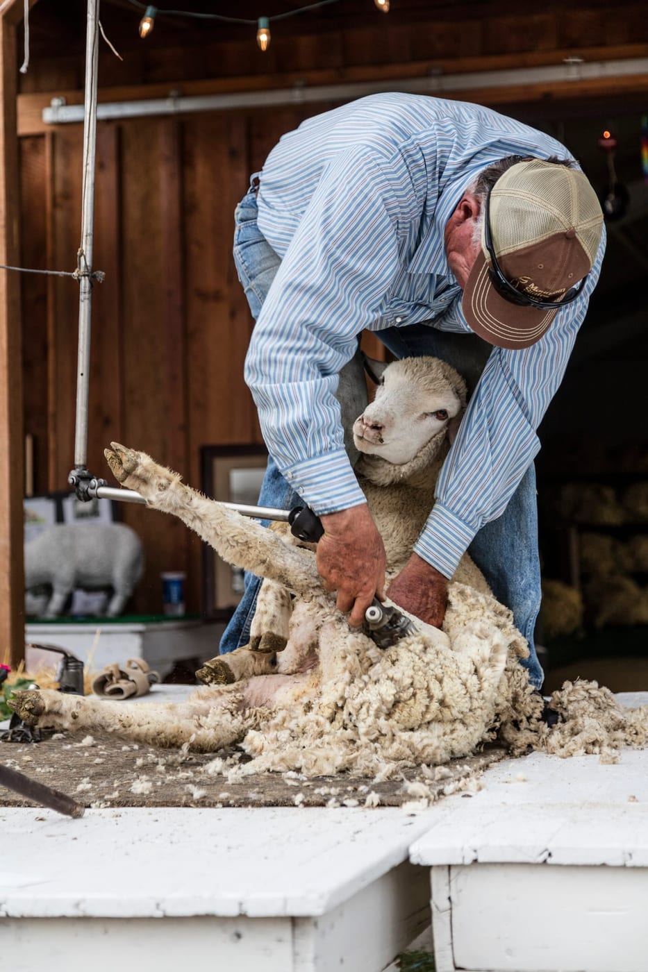 A shearer in a blue striped shirt working a sheep on its back with electric clippers, wool peeling away in a single fleece, at a Wyoming State Fair demonstration.