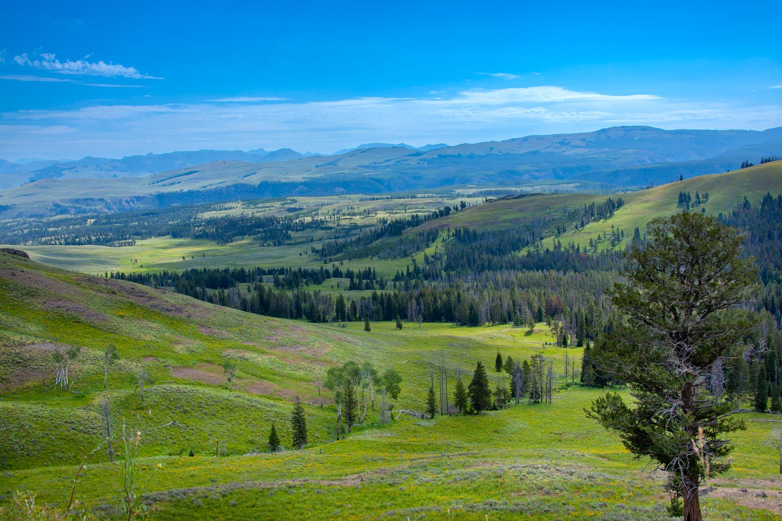 Wyoming high-country thermal area with steaming pools.