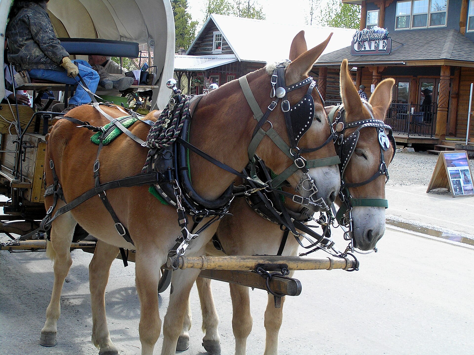 A loaded wagon pulled by a team of mules in mountain terrain, showing traditional pack and draft stock in a backcountry setting.