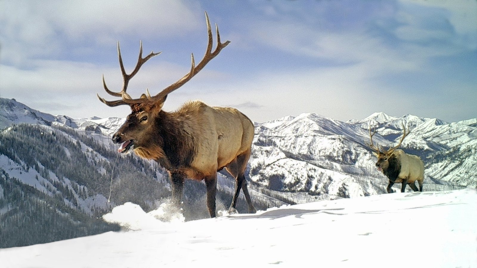 A bull elk with a heavy six-point rack standing in shallow snow on an open slope in the Shoshone National Forest, a second elk behind him and snow-covered mountains beyond.