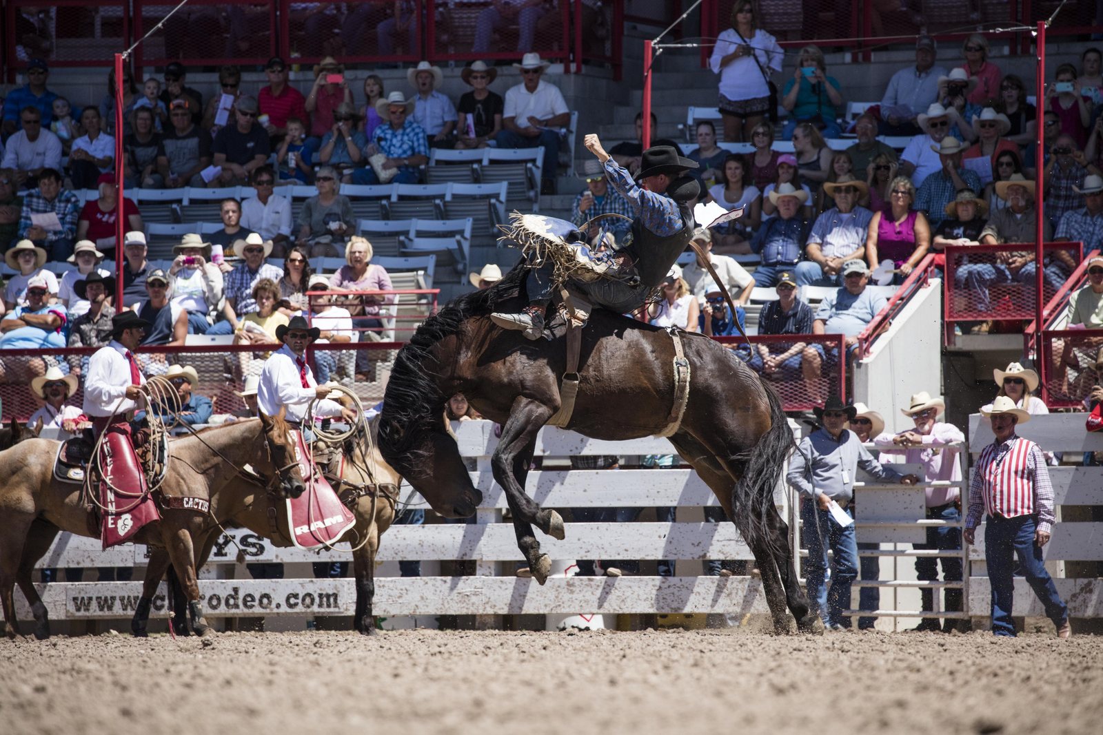 A saddle bronc rider mid-buck in the dirt arena at Cheyenne Frontier Days, mounted pickup men waiting behind him and a packed grandstand above the rail.