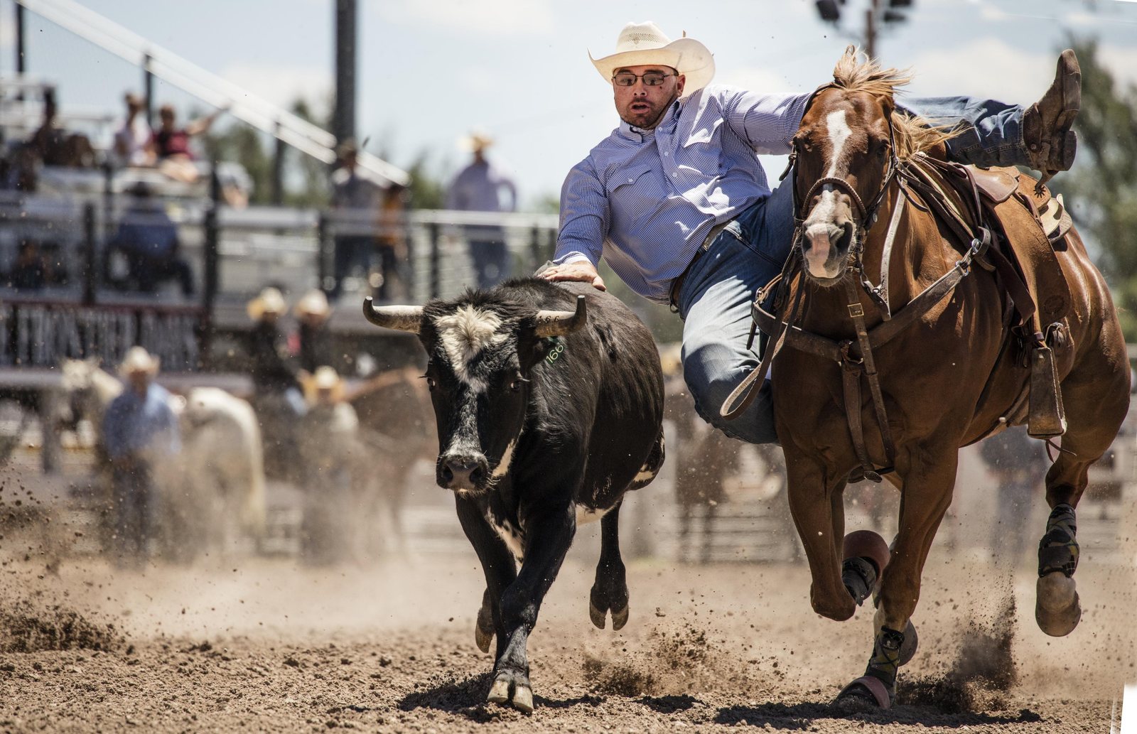 A steer wrestler leaving the saddle at a run to take a steer by the horns in the Frontier Days arena, a hazer riding alongside and dust up around them.