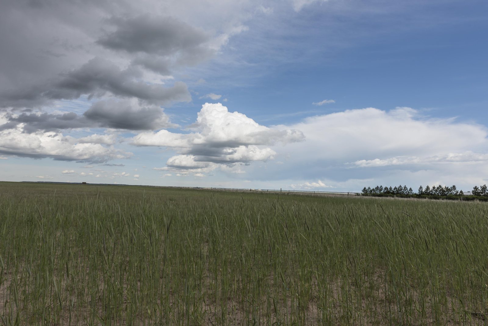 Flat unbroken grassland stretching to a distant treeline under a heavy grey and white cloud bank, rural Laramie County, Wyoming.