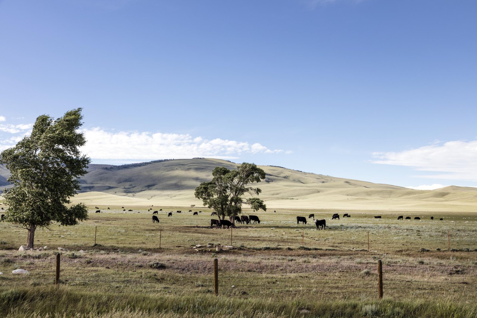 Black cattle grazing in a fenced meadow on the Laramie Plain, a lone cottonwood at the fence line and bare tan hills beyond.