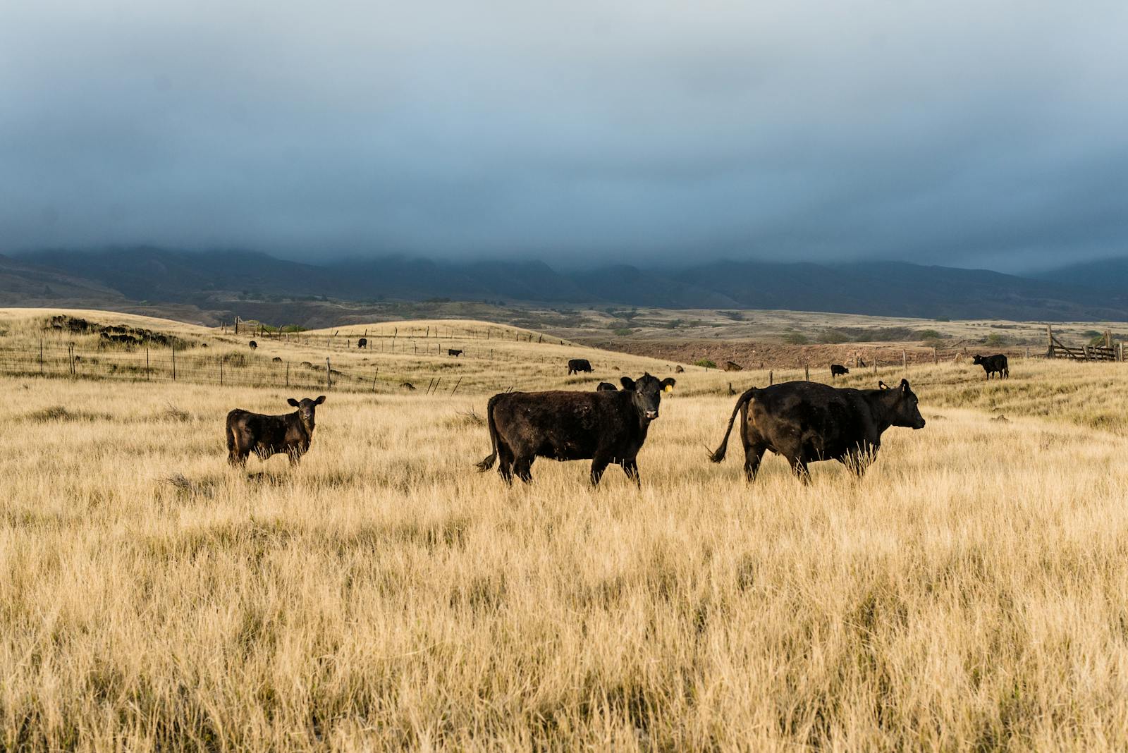 Open high-plains ranch country.