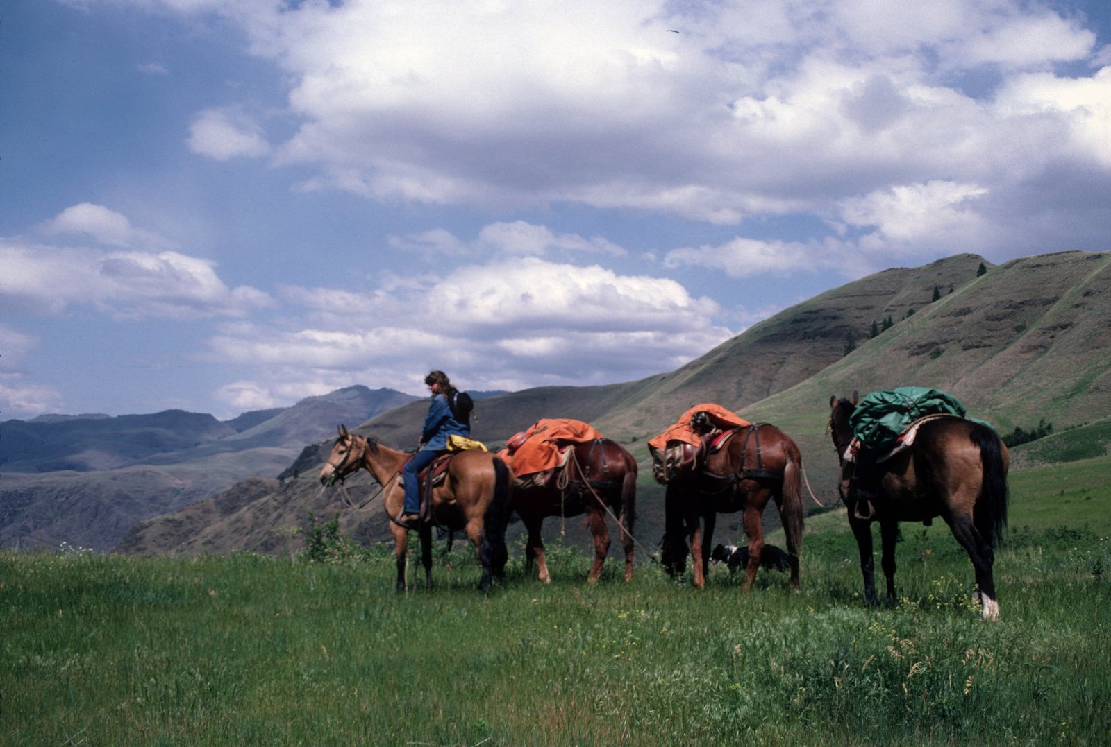 A rider leads a string of four loaded pack horses across an open grass bench, panniers and top loads tarped, with a bare ridge rising behind them.