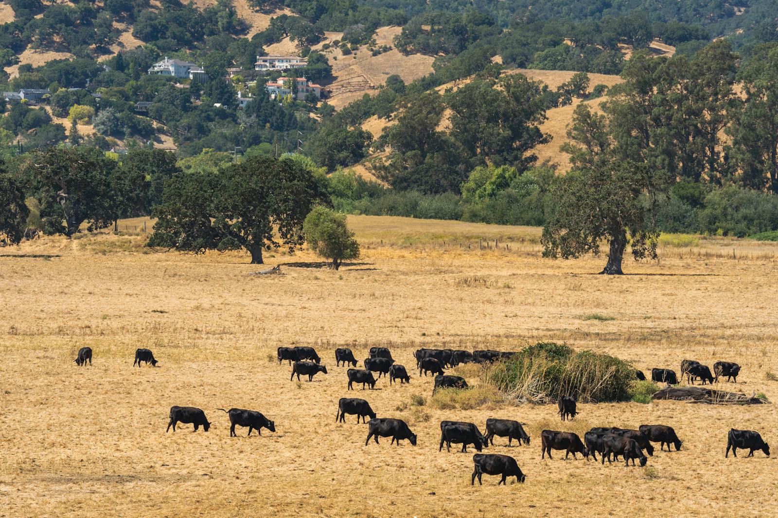 Cattle grazing in open pasture under Bighorn front.
