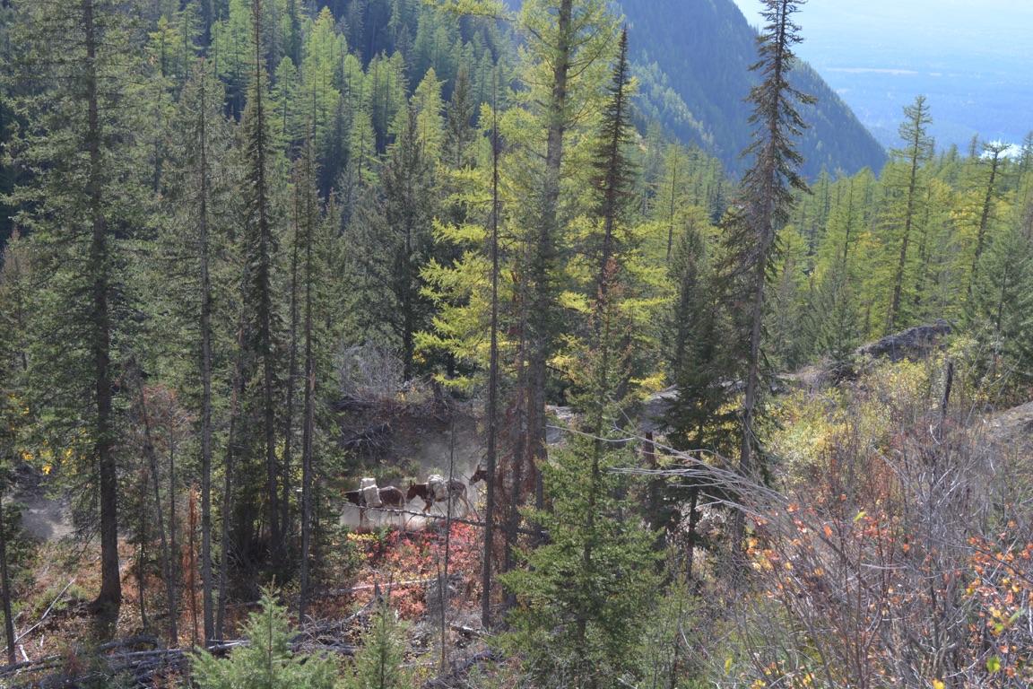 A packstring of eight horses loaded with panniers and pack saddles moving single-file through a forested wilderness trail in the Rocky Mountains.