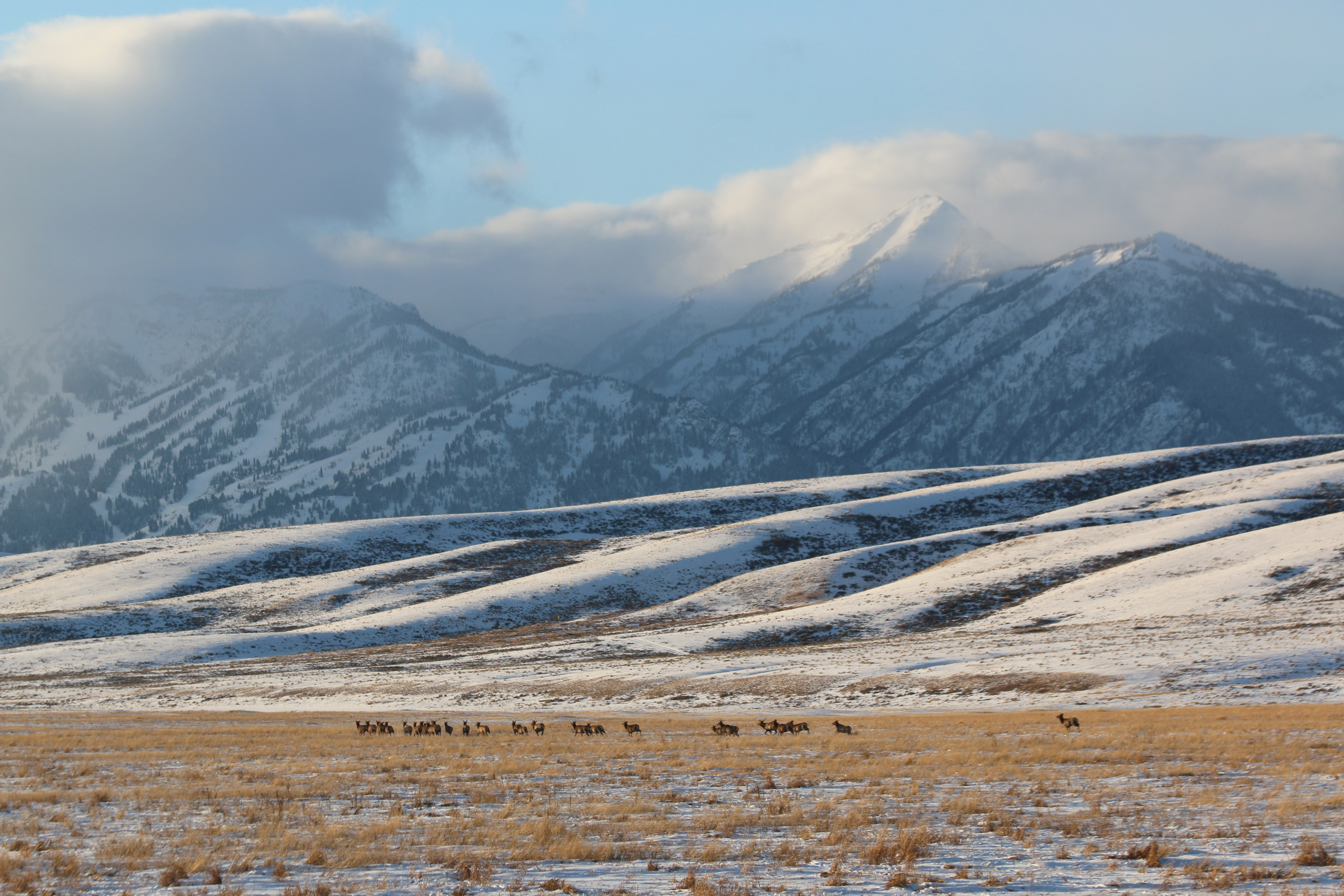 A herd of elk moving across open terrain at the National Elk Refuge in Wyoming, with mountains visible in the background under winter light.